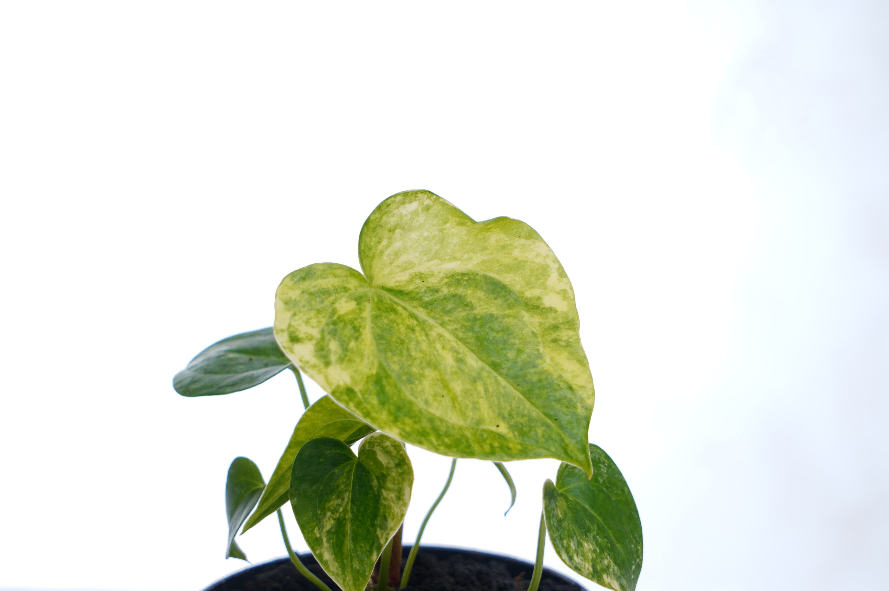 Anthurium Clarinervium Variegated (seedling)