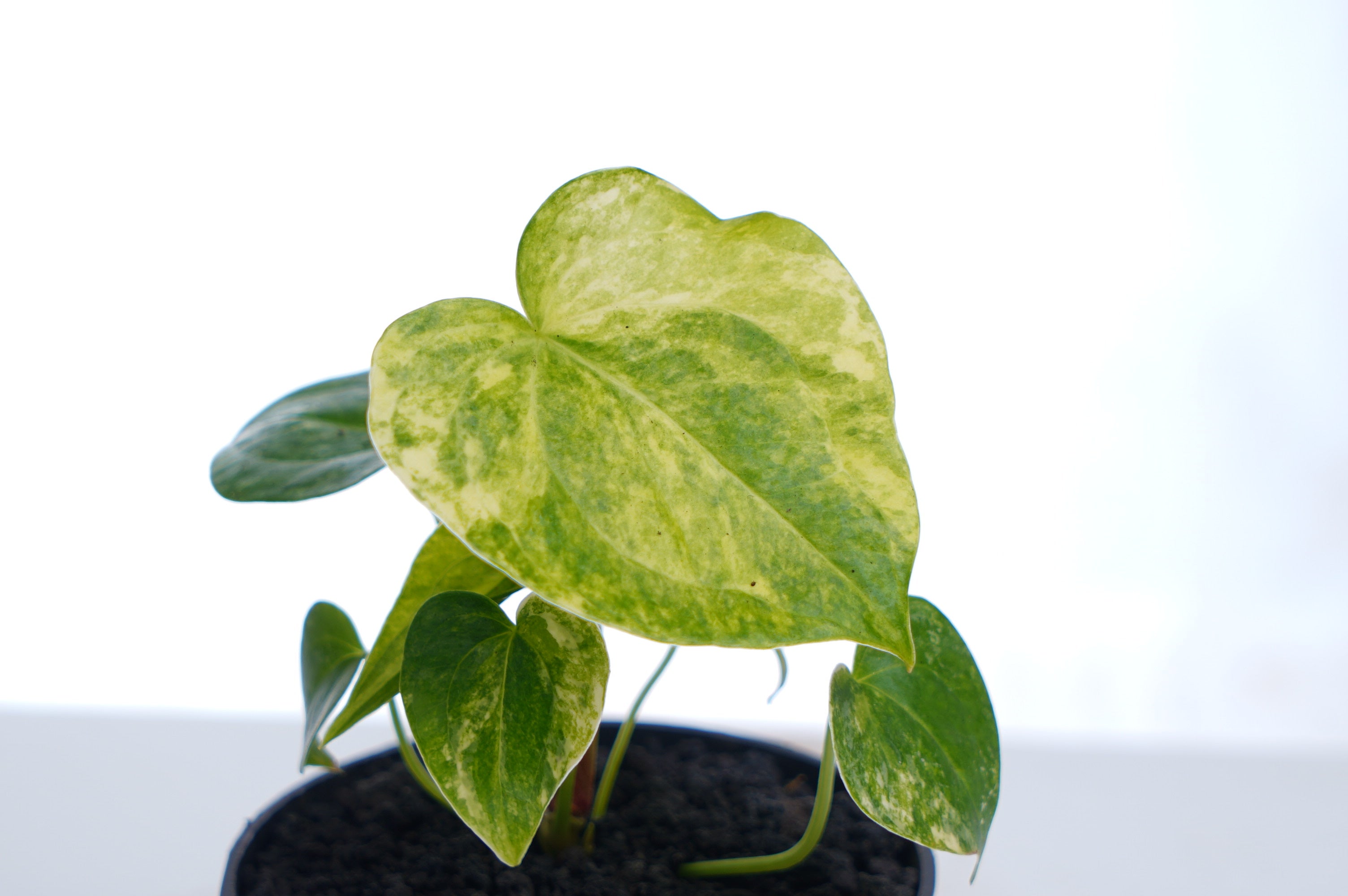 Anthurium Clarinervium Variegated (seedling)
