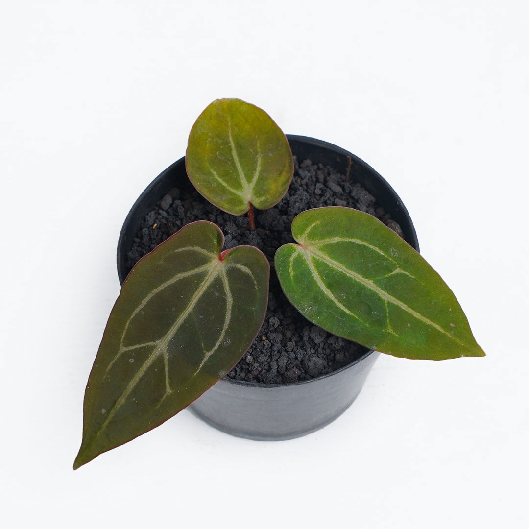 Anthurium Bvit x Zara michlle