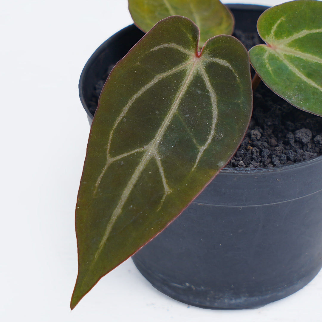 Anthurium Bvit x Zara michlle