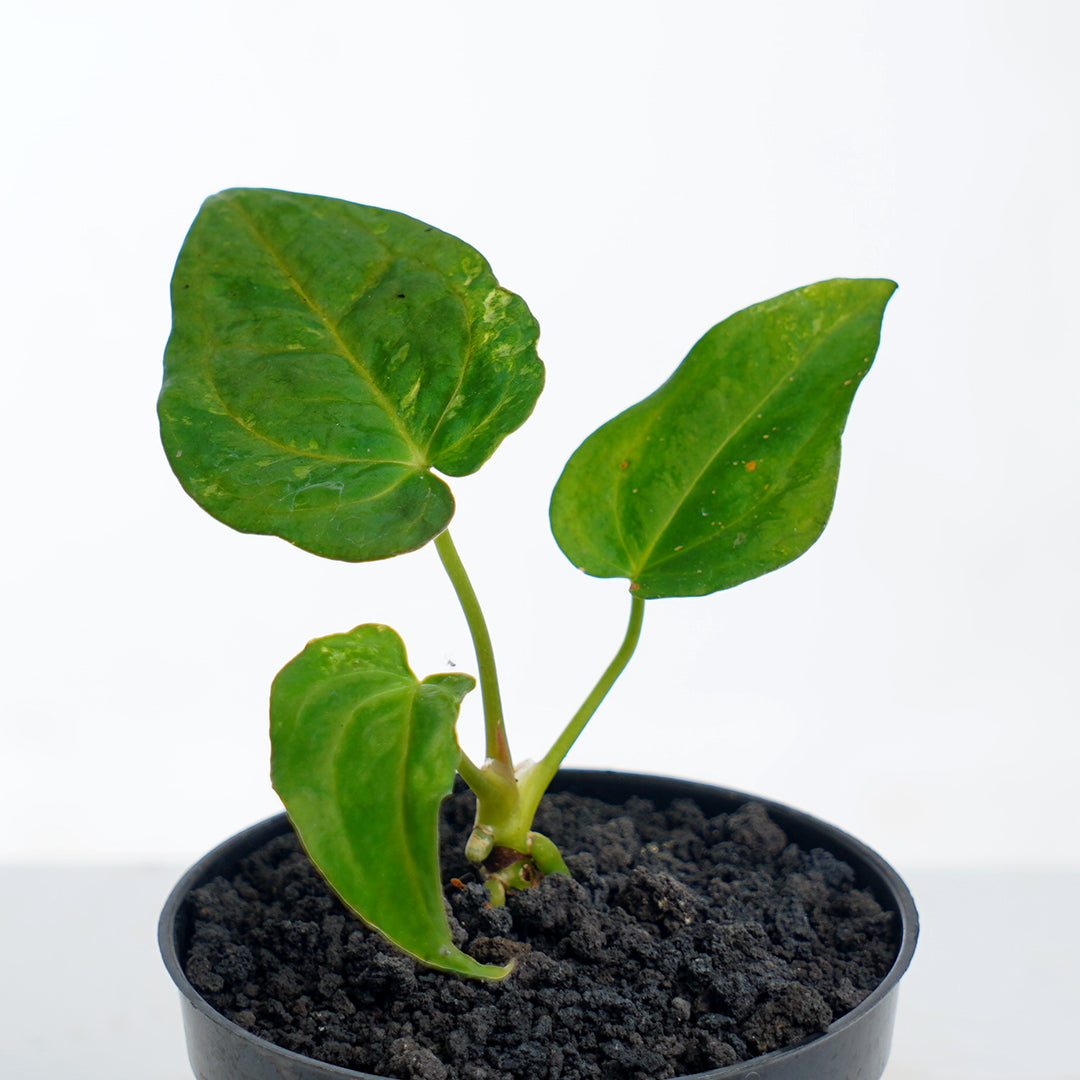 Anthurium Forgetti (blister Variegated) x Papillaminum