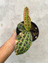 Labisia Turtle Variegated