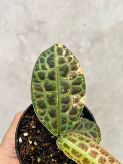 Labisia Turtle Variegated