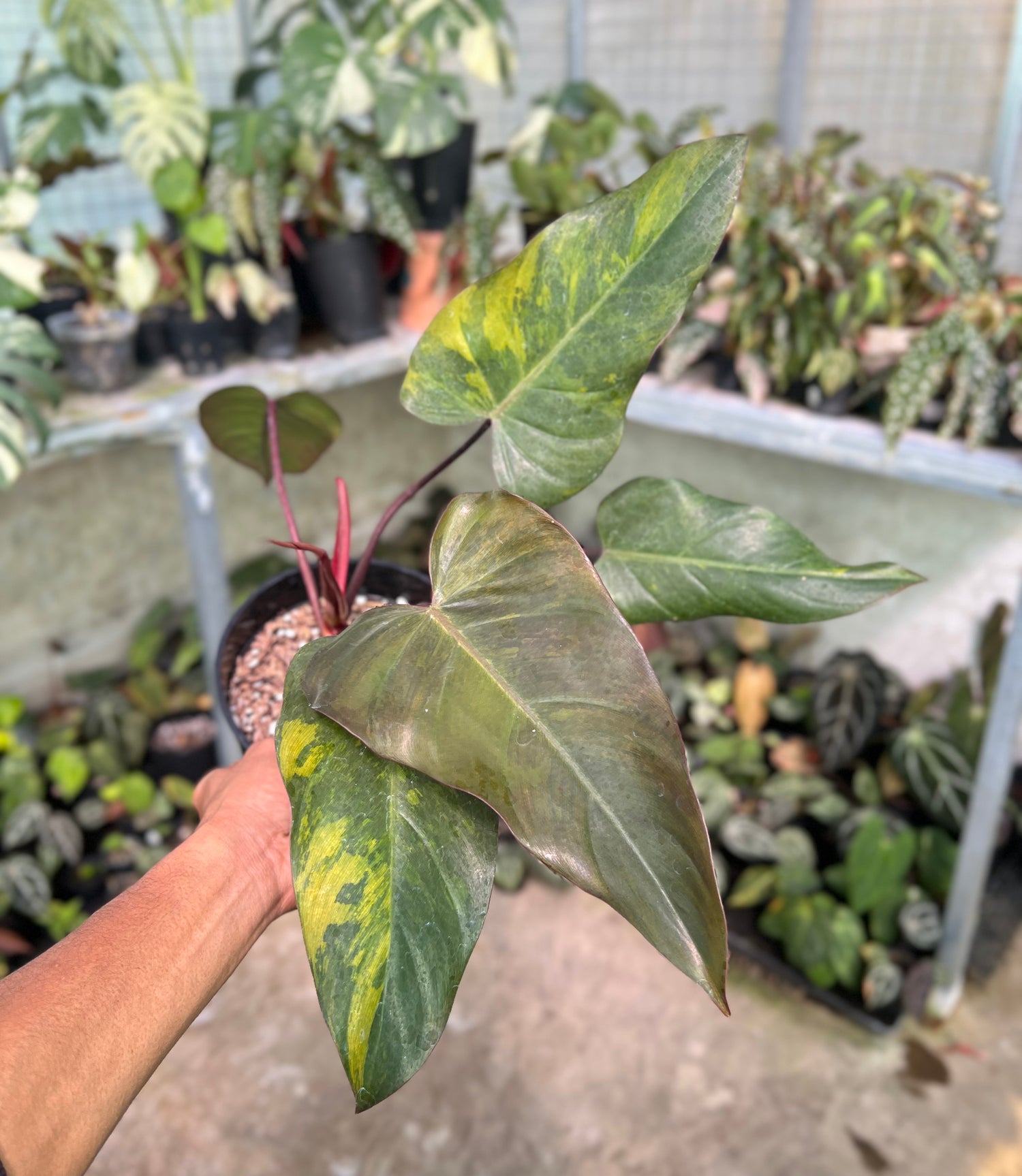 Philodendron Dark Lord Variegated