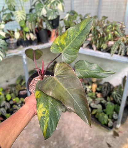 Philodendron Dark Lord Variegated