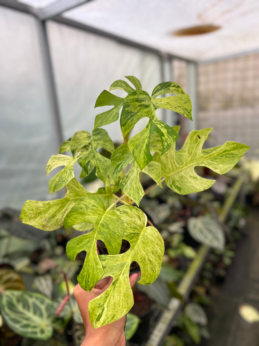 Rhaphidophora Tertasperma Migma Variegated