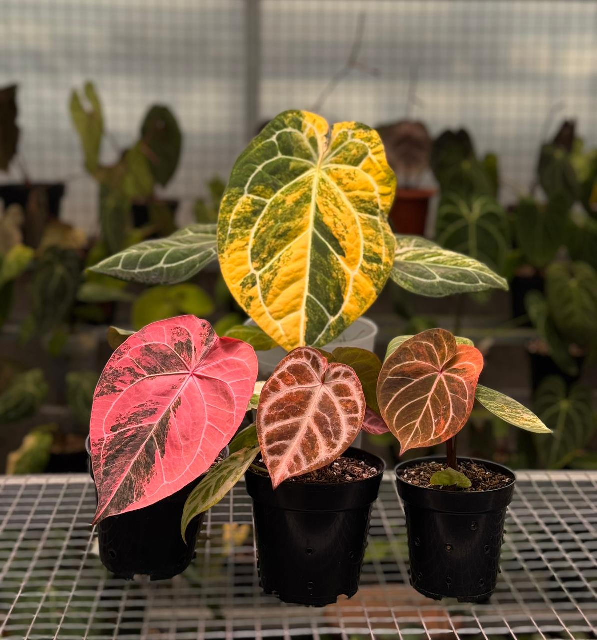 その他観葉植物 Anthurium King of Spade (KOS) SIAPnanam Anthurium King Of Spades Variegated – Siapnanam | Rare Plant Nursery