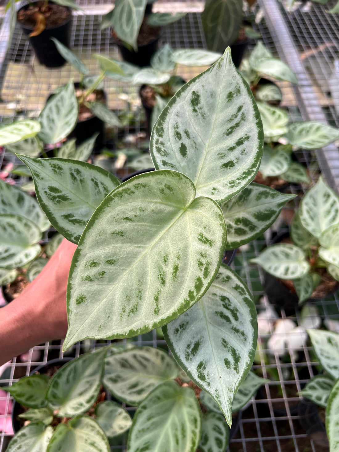 Anthurium Dorayaki Silver Chrome
