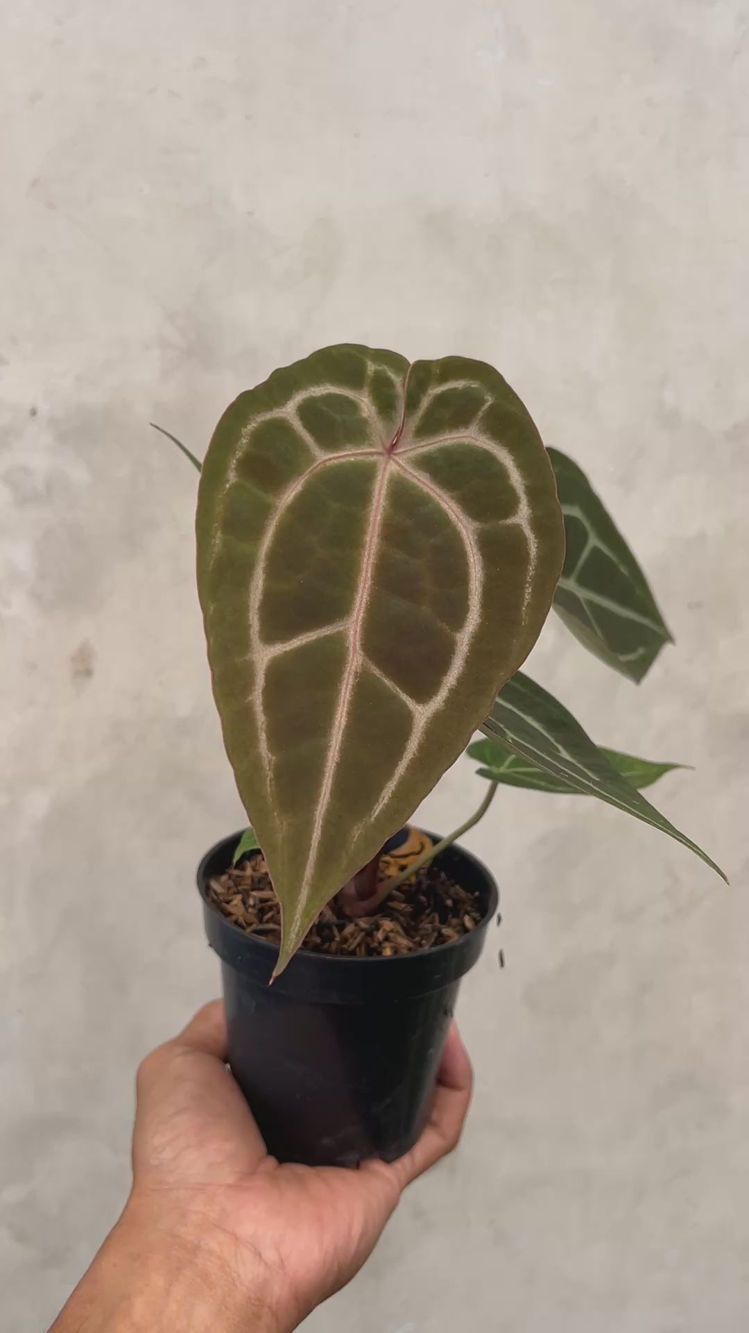 Anthurium Michelle Variegated x ( Brown Derby x Michelle)