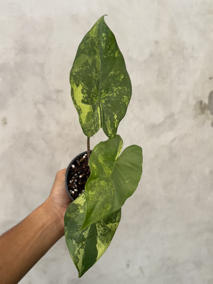 Alocasia Flemingiana Variegated