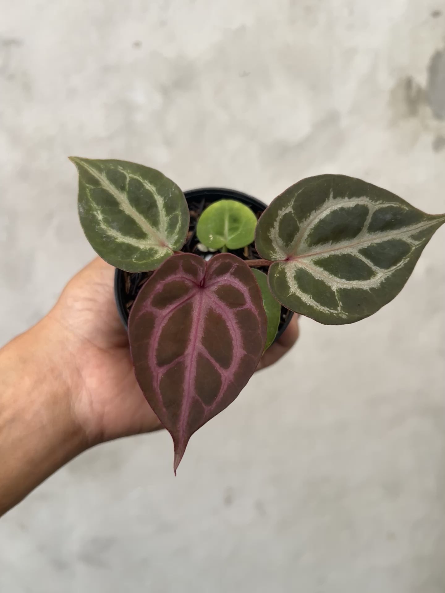 Anthurium Tortoise King