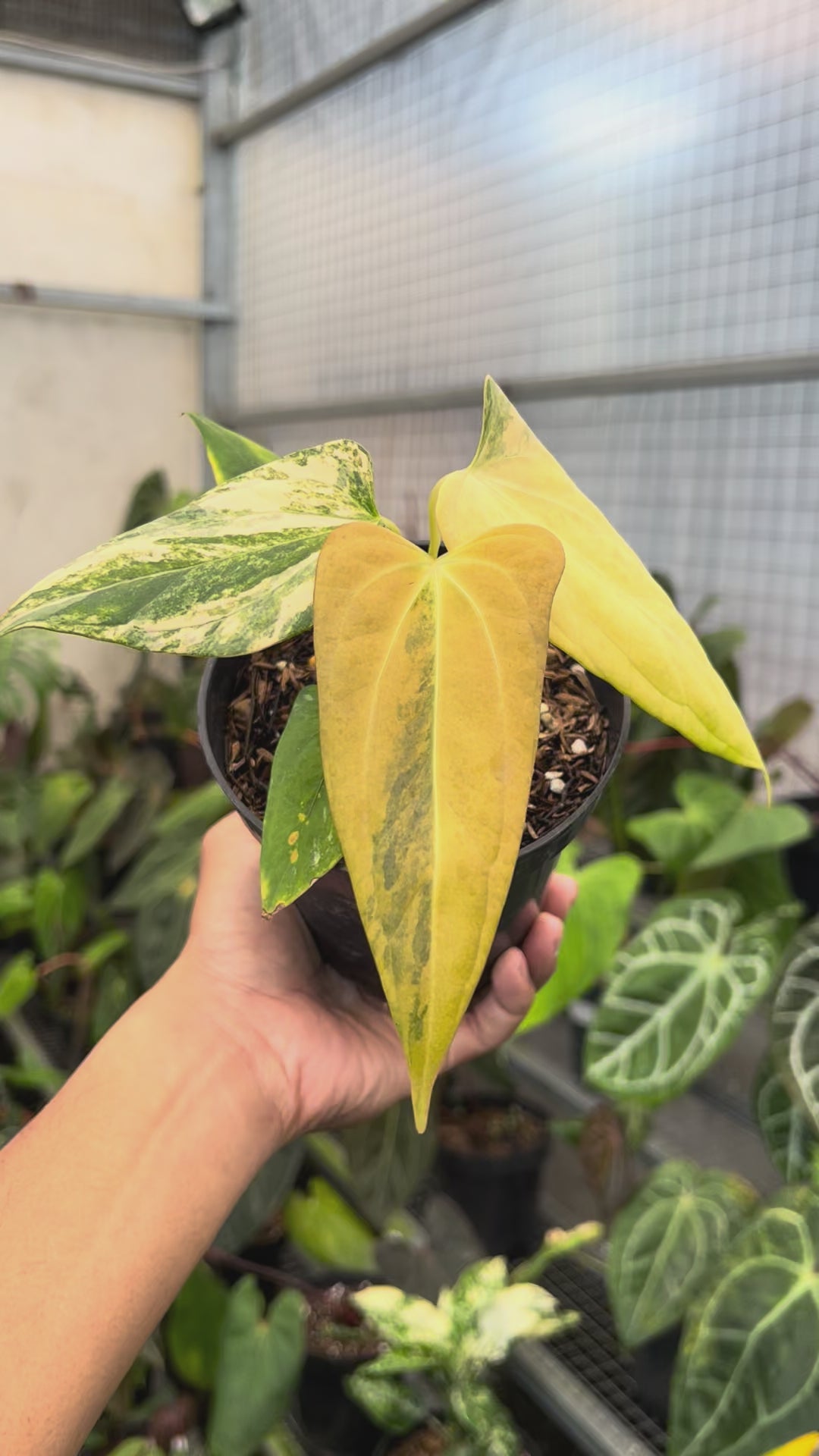 Anthurium Black Sweet