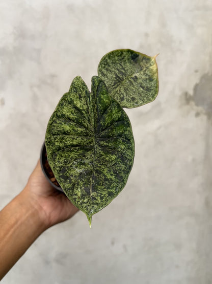 Alocasia Dragon Scale Marble Mint Variegated