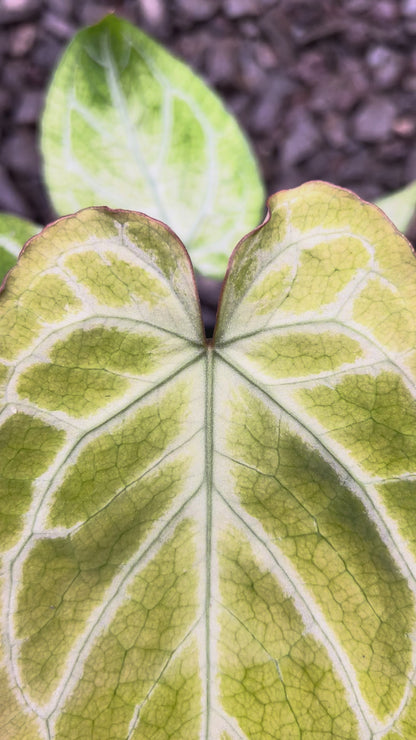Anthurium (Angela x Black Widow) x (BVIT X ZM)