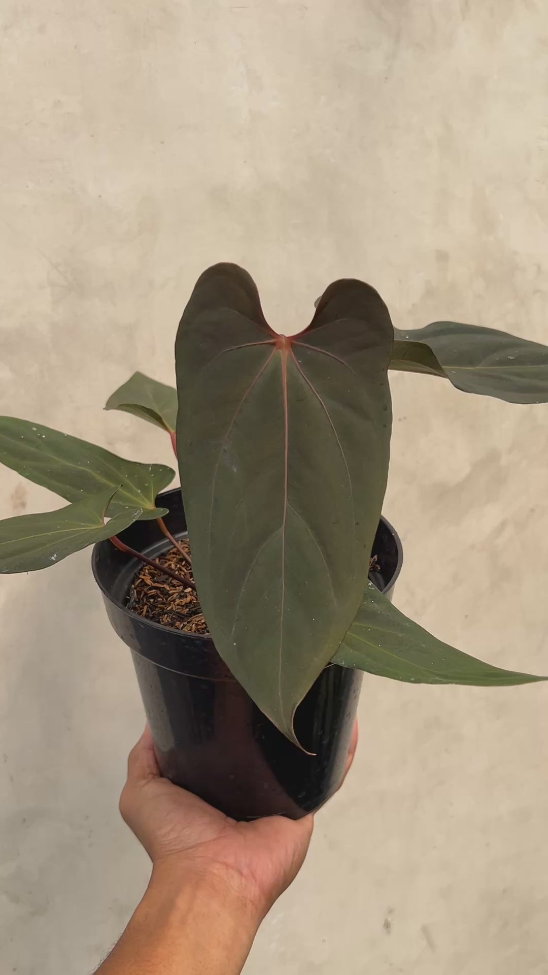 Anthurium Blood Of Blue