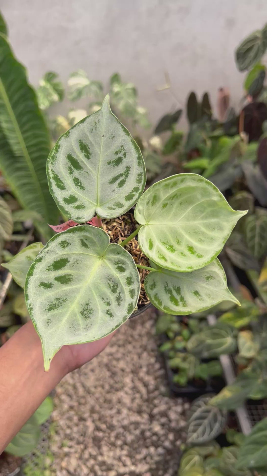 Anthurium Dorayaki Silver Chrome