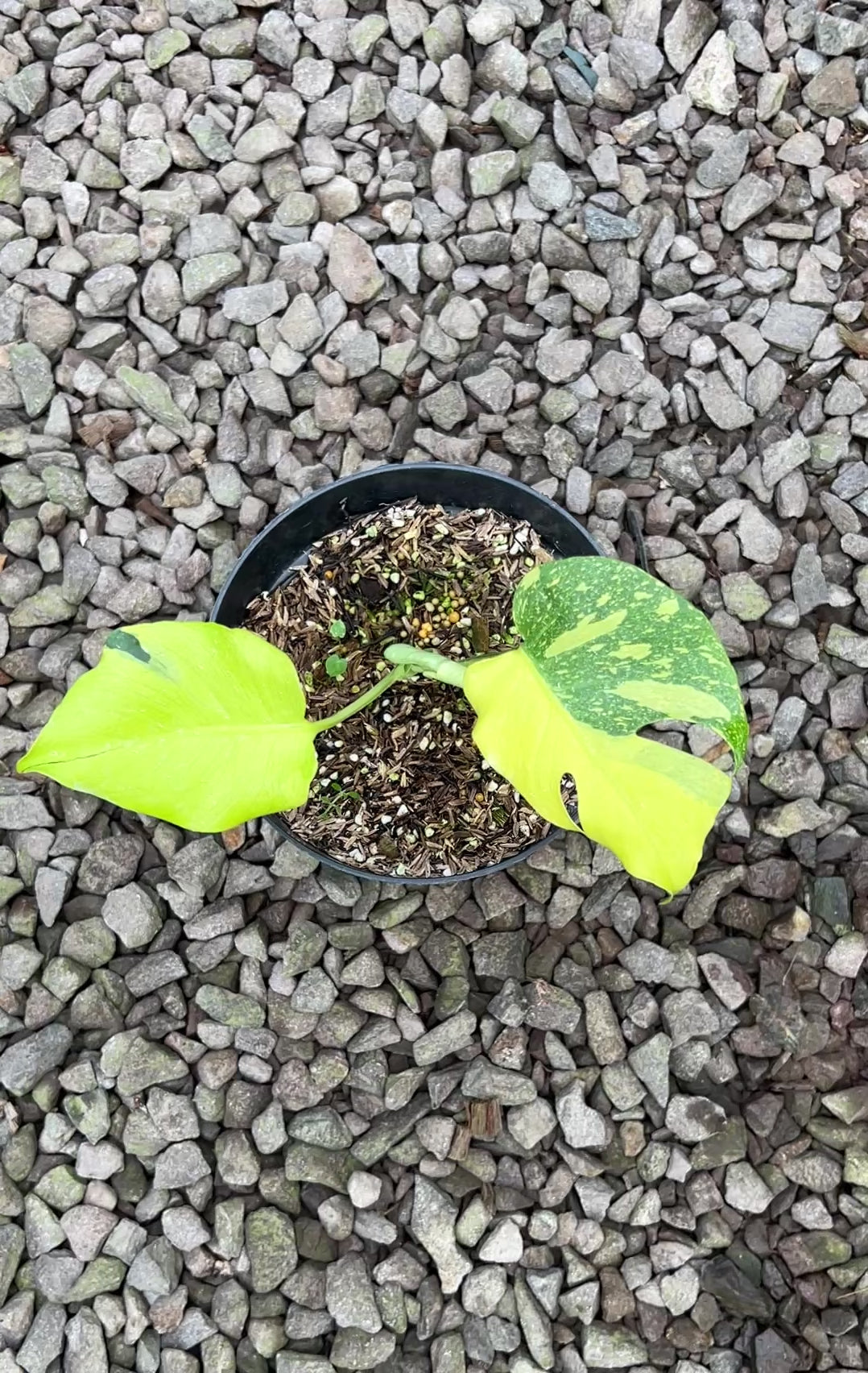 Monstera Jelly Bean