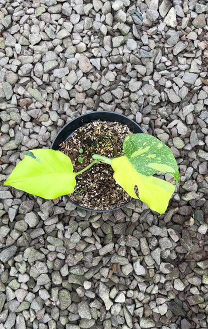 Monstera Jelly Bean