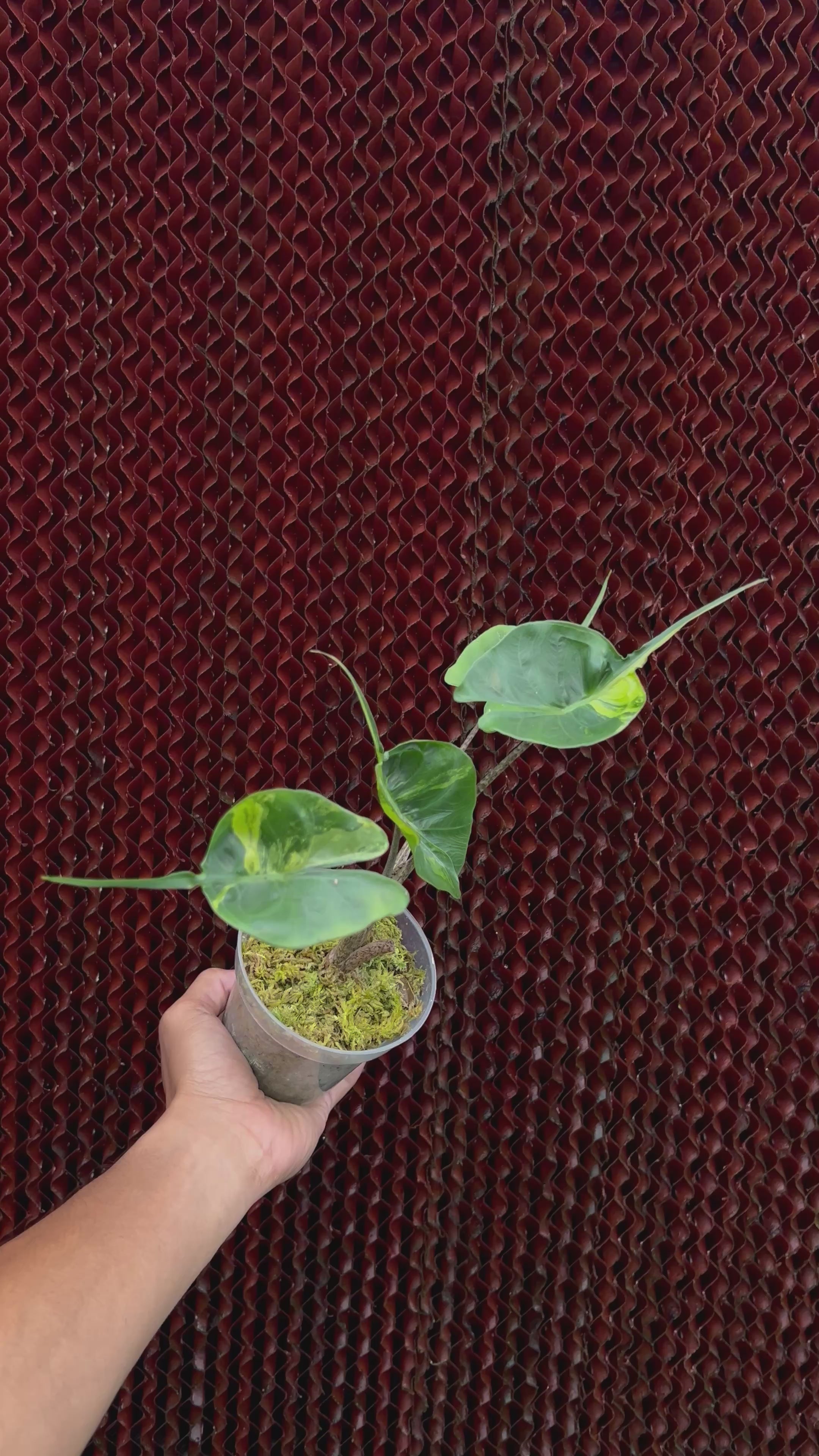 Alocasia Stringray Aurea Variegated
