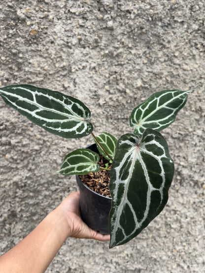 Anthurium Purple Venom