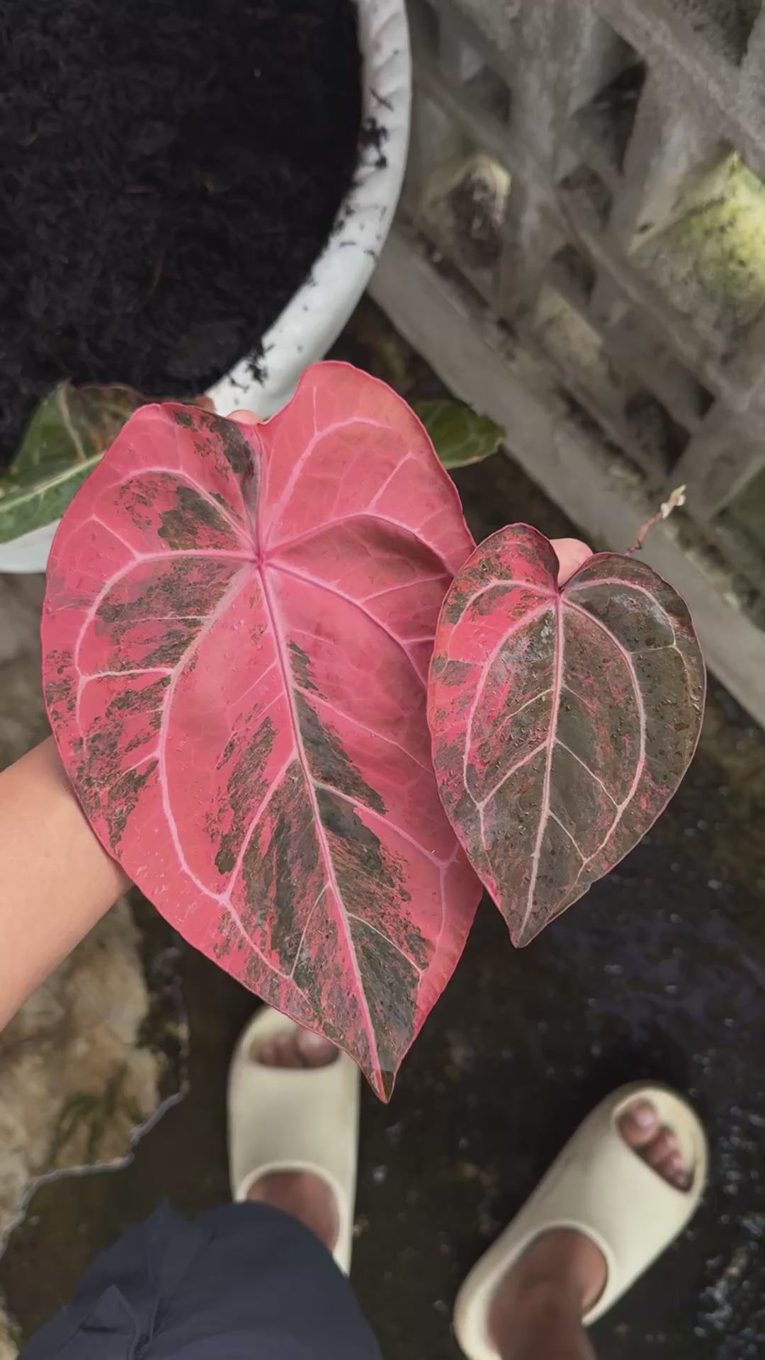 Anthurium Scarlet Moon