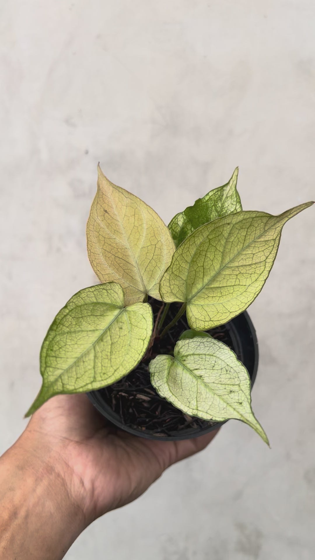 Anthurium Papilillaminum Variegated x (BVIT x ZM )