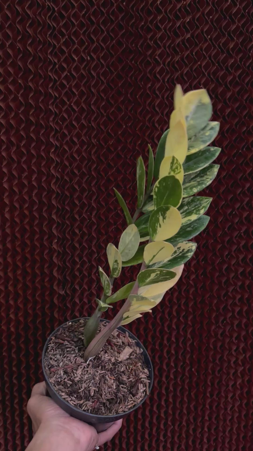 Zamioculcas Zamiifolia  Variegated
