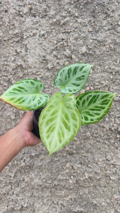 Anthurium Silver Tiger F1