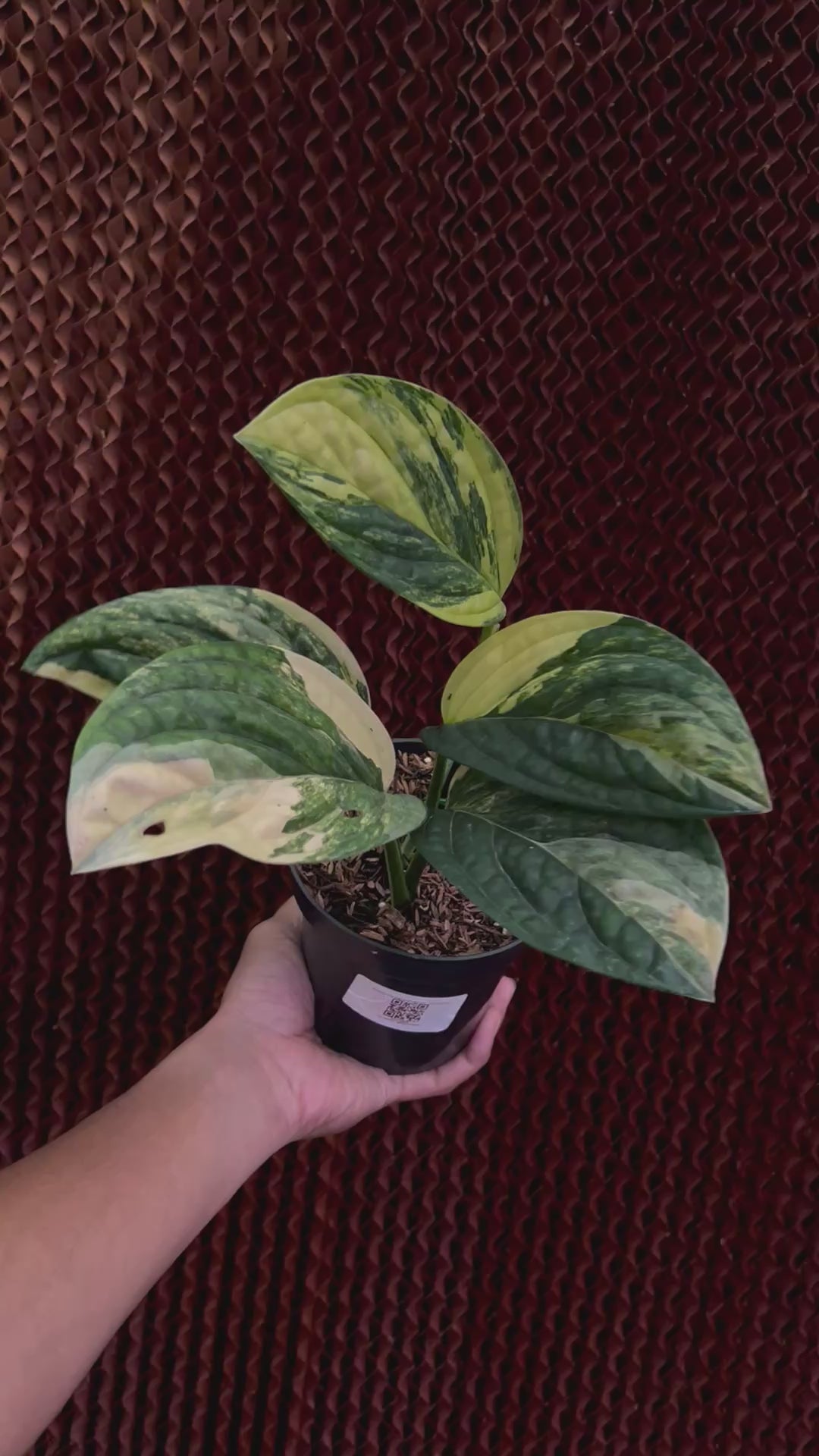 Monstera karstenianum variegated