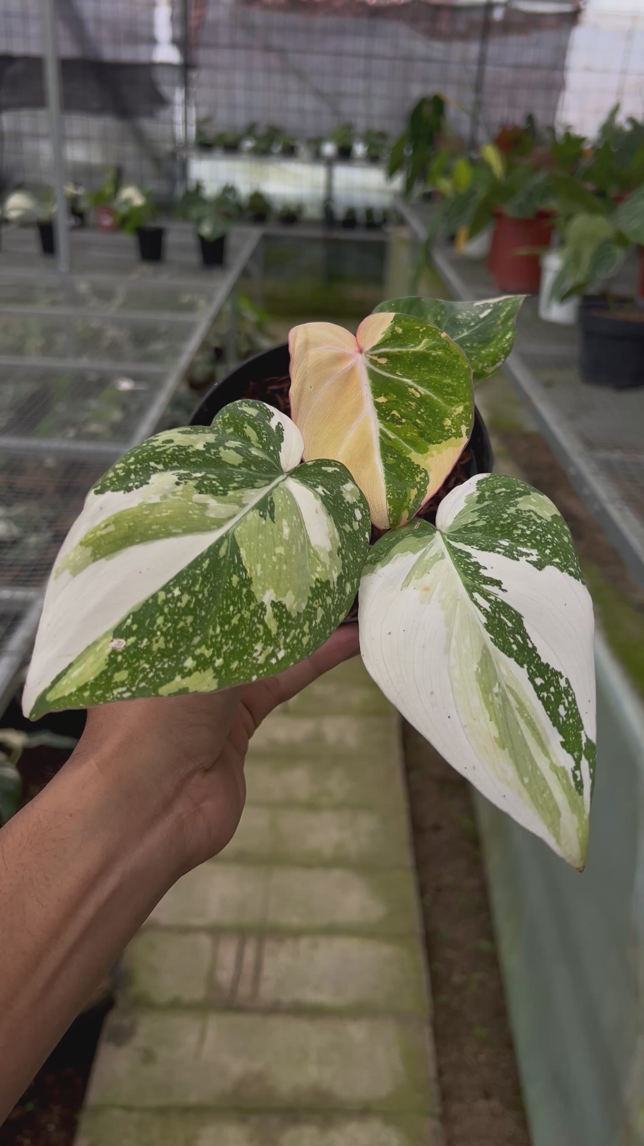 Philodendron Gloriosum Tricolor