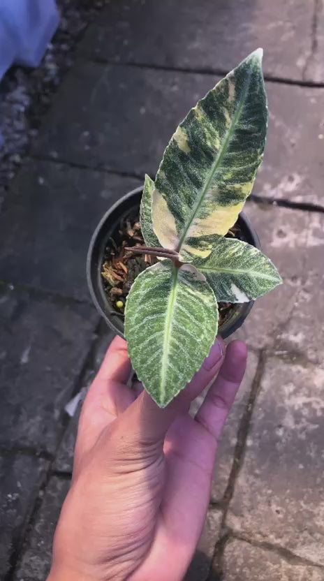 Labisia sp Sumatra Variegated