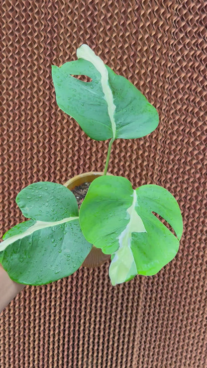 Monstera white Lava