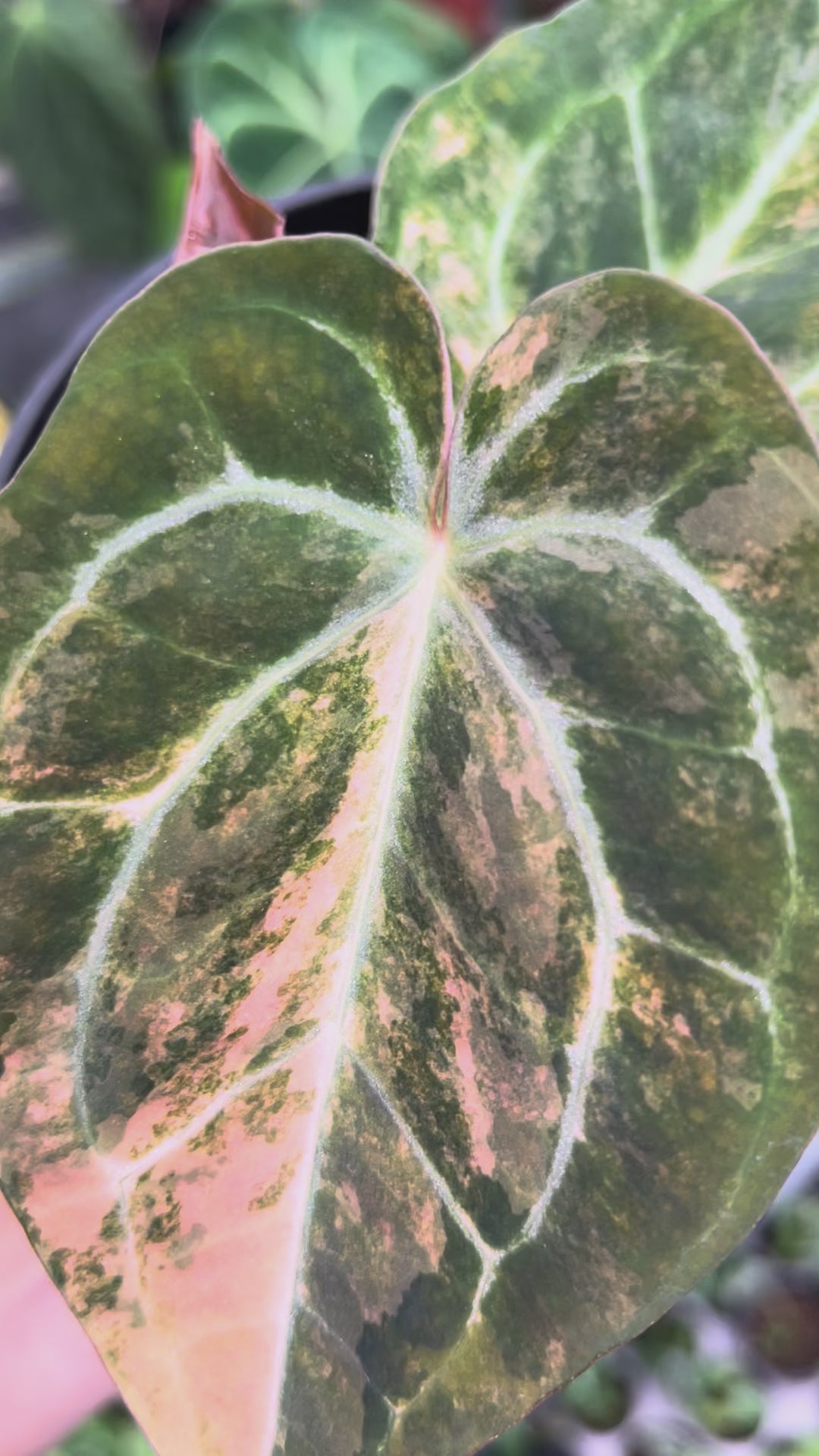 Anthurium Papillaminum Pink Variegated x Michelle