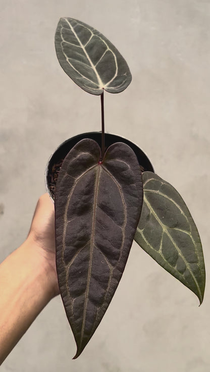 Anthurium (Dark Handsome x Red Velvet Cake) x Michelle Variegated
