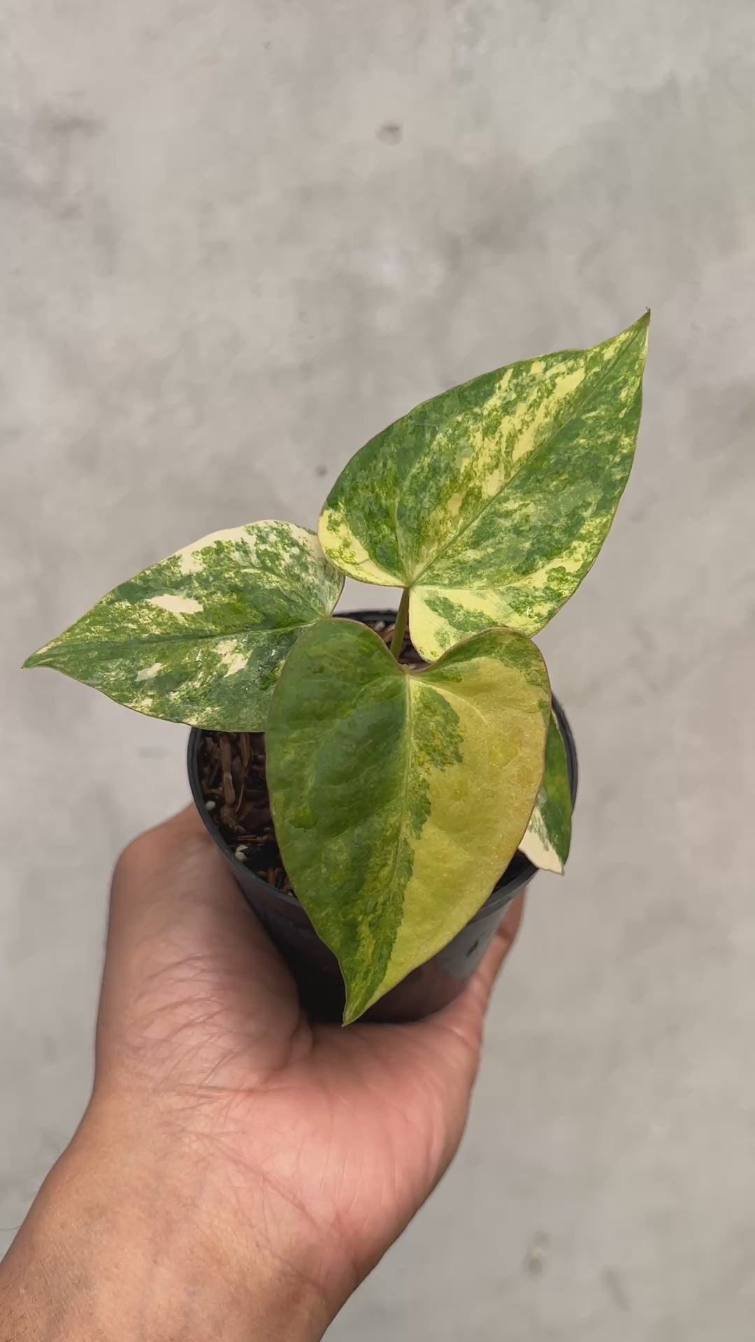 Anthurium Papillilaminum Variegated x Portillae