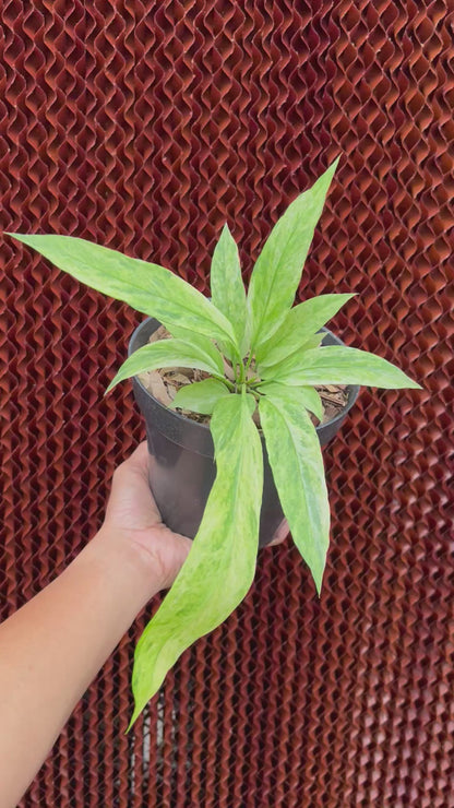 Anthurium Vittarifolium Variegated