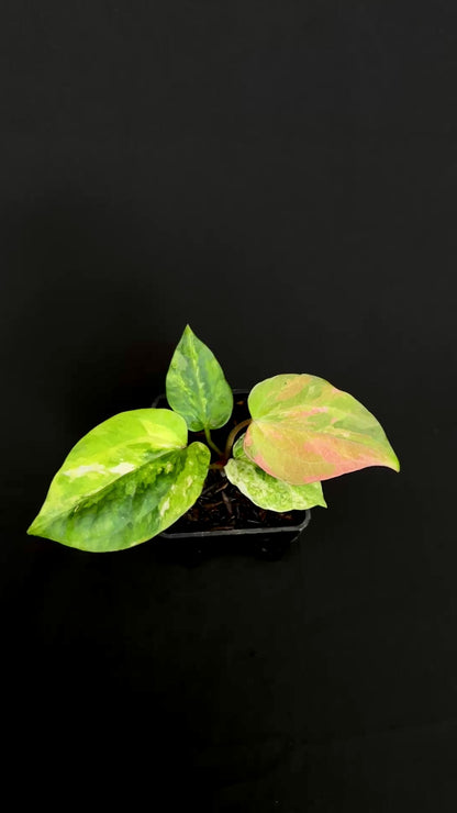 Anthurium Night Queen x Zara Michelle