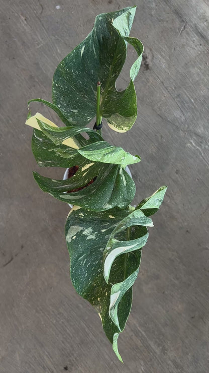 Monstera Medusa Variegated