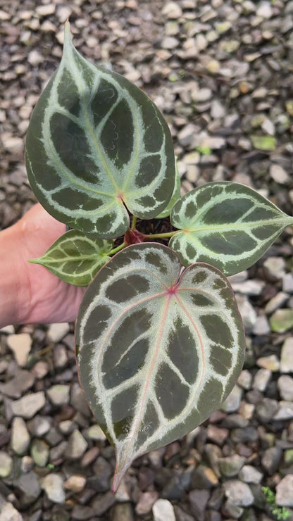 Anthurium King Of Spades x Red Crystallinum