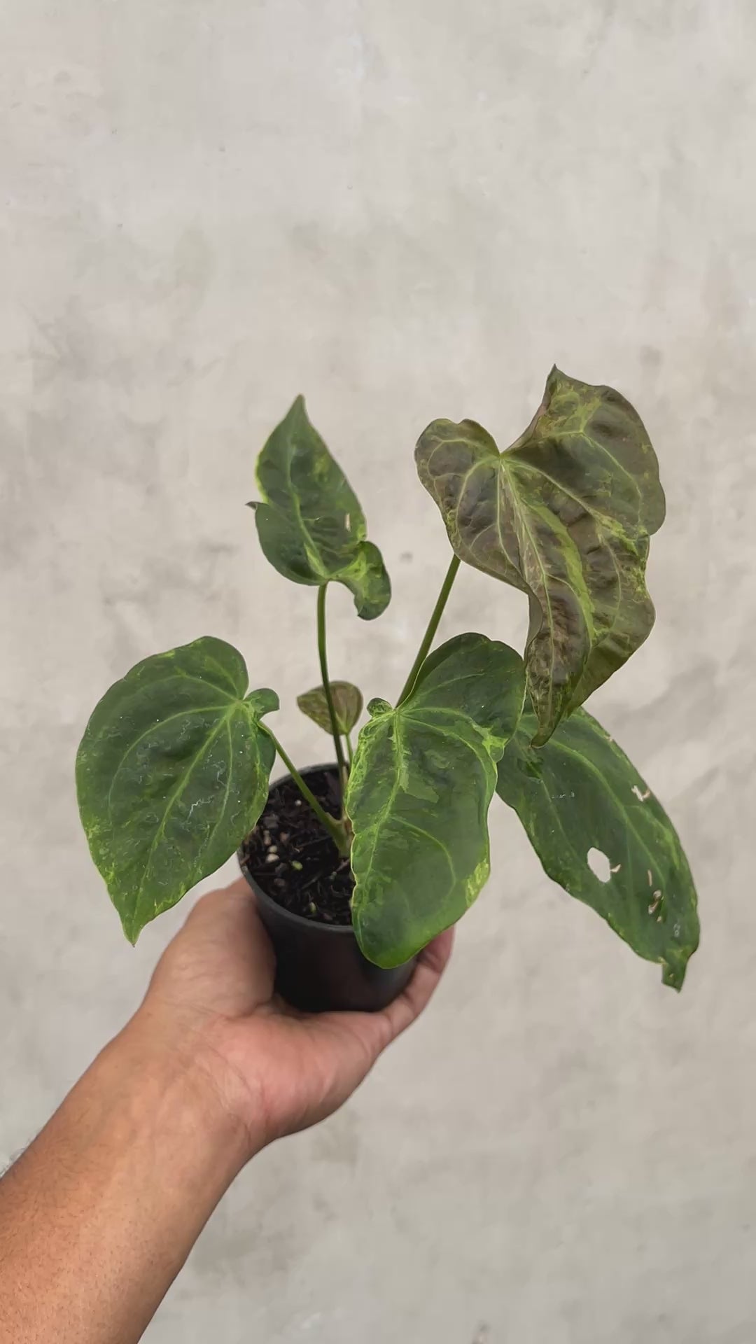 Anthurium Portilae x Forgetii  Variegated