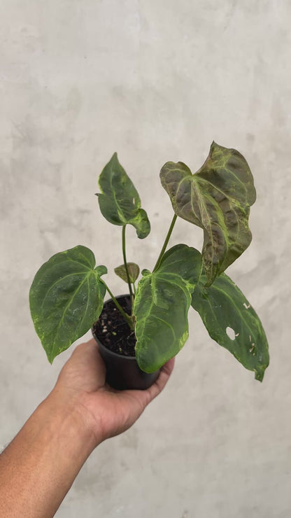 Anthurium Portilae x Forgetii  Variegated