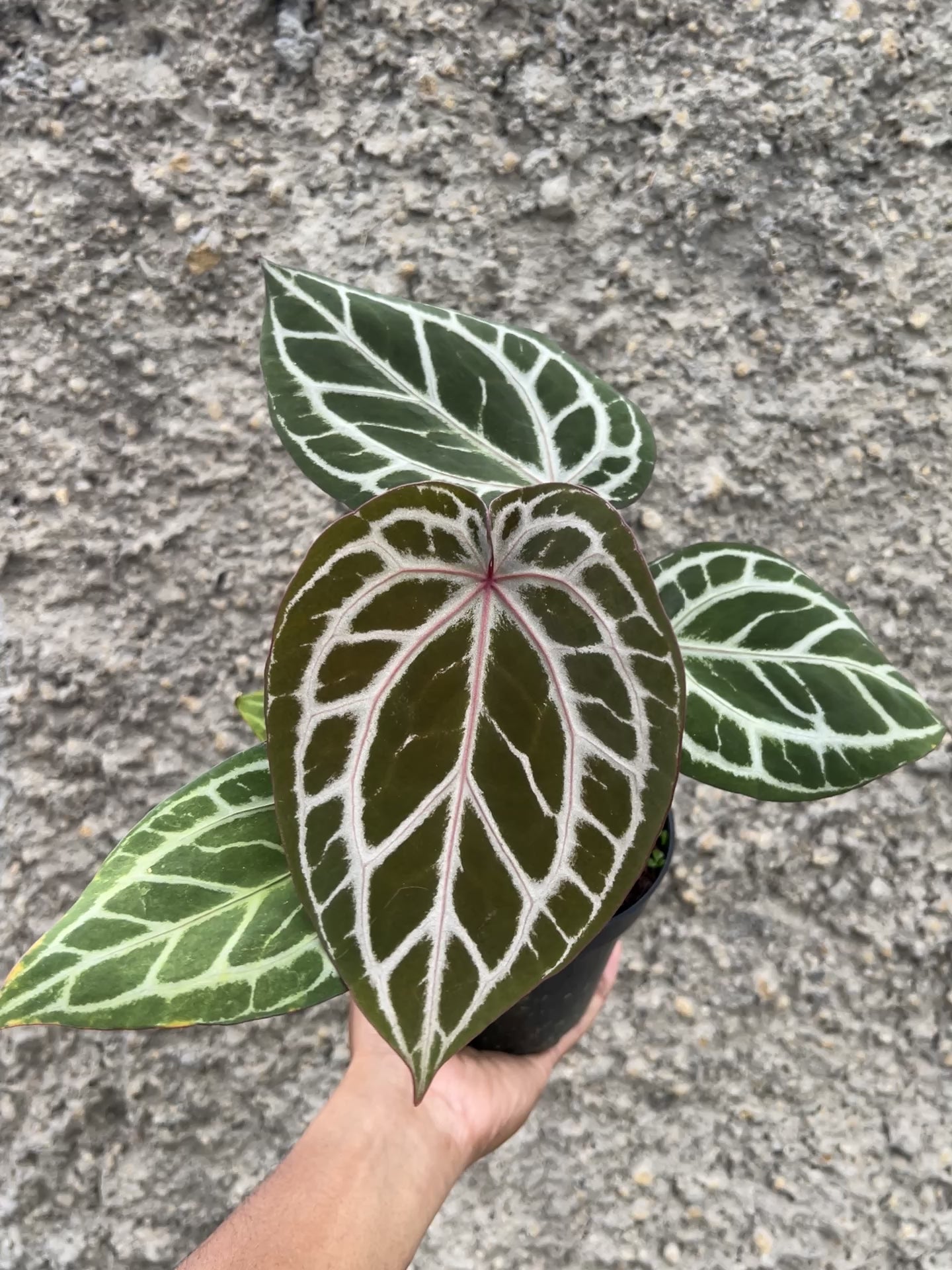 Anthurium Dreamweaver xself