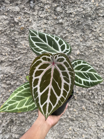 Anthurium Dreamweaver xself