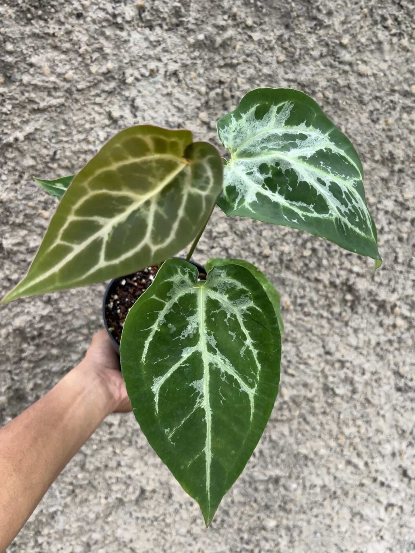 Anthurium Magnificum x Zara Michelle Blister