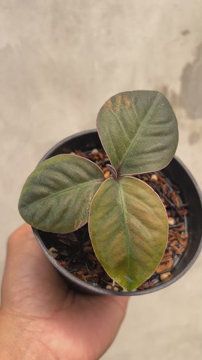 Labisia Sp Borneo Variegated