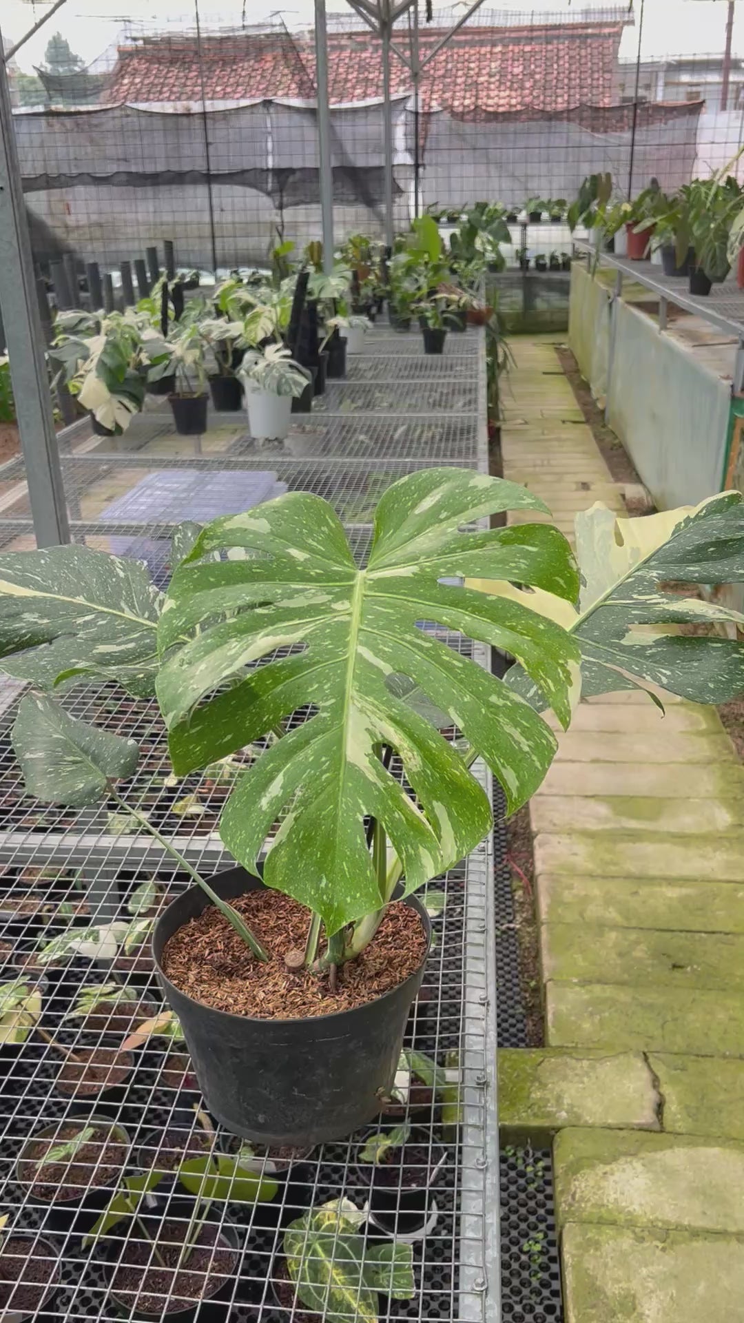 Monstera Thai Constellation