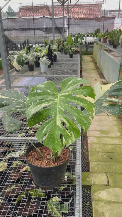 Monstera Thai Constellation