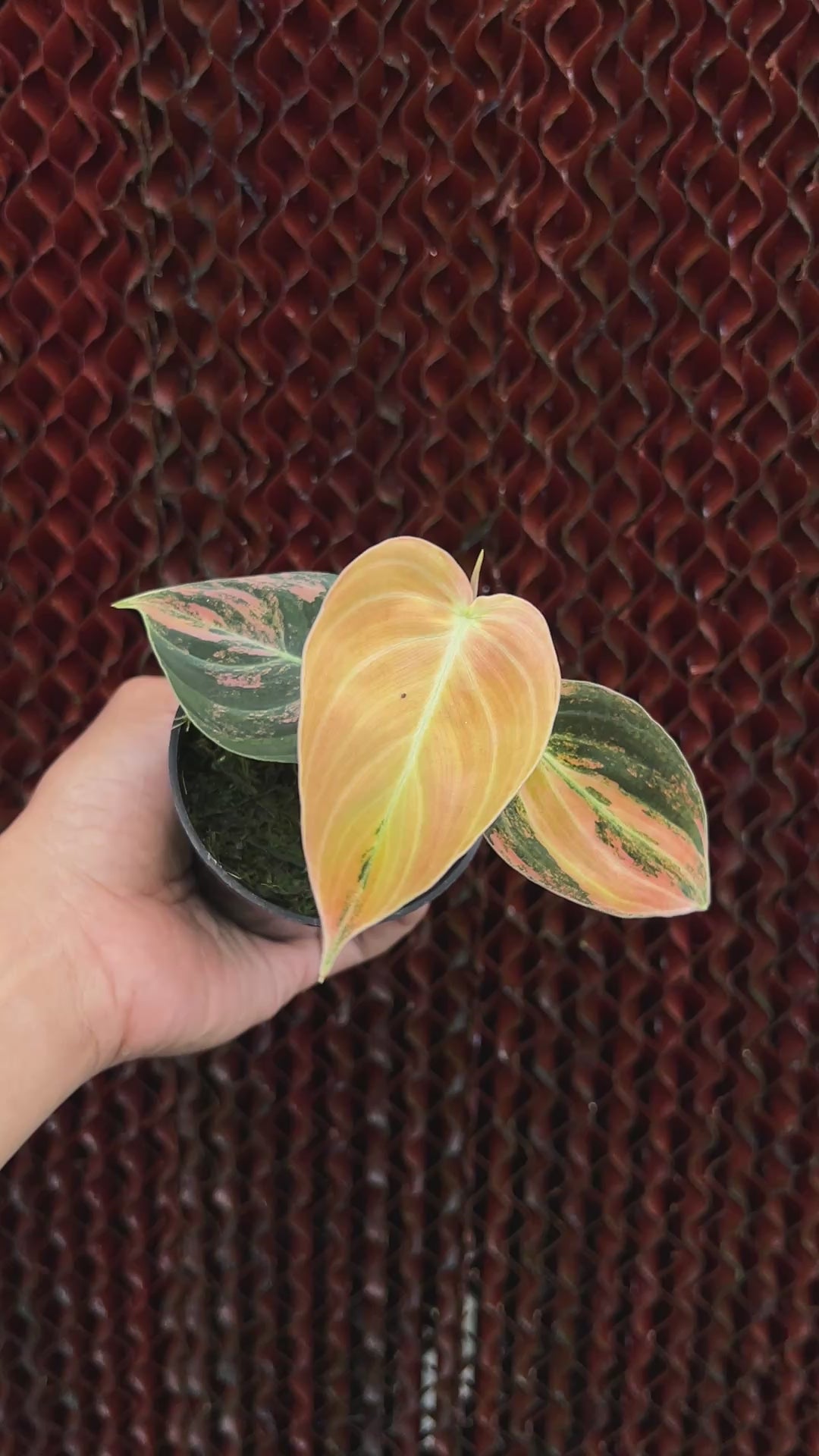 Philodendron Melano Bonefire Variegated