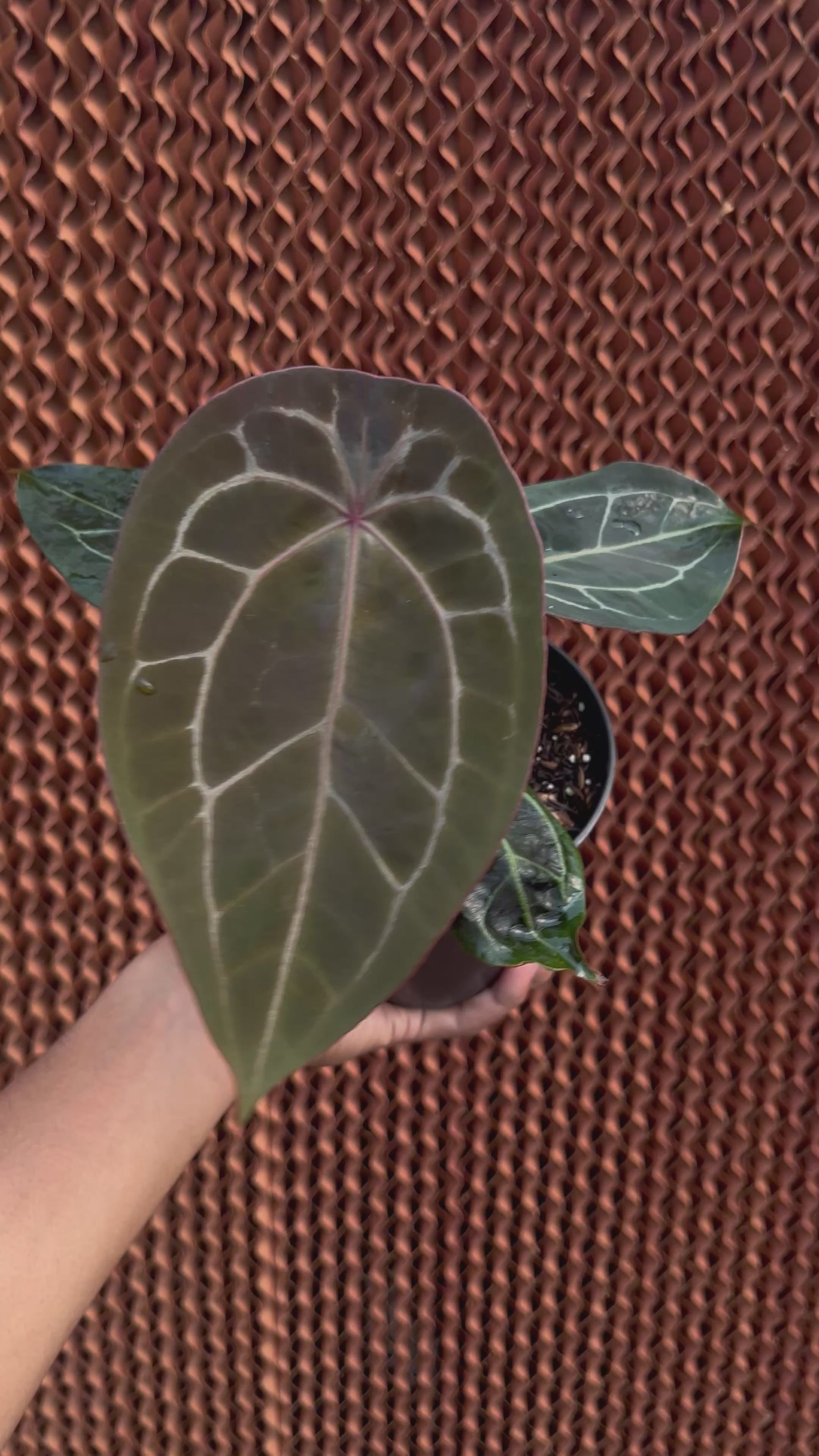 Anthurium Forgetii x (Michelle x Tortoise grey)