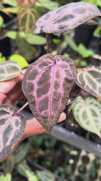 Anthurium Memoria Tim Anderson (Selected)